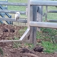 Ardea alba at Upper Kangaroo Valley, NSW - 2 Aug 2024 03:51 PM