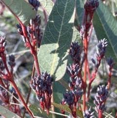 Hardenbergia violacea (False Sarsaparilla) at Cavan, NSW - 2 Aug 2024 by JaneR