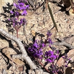 Hardenbergia violacea at Cavan, NSW - 2 Aug 2024