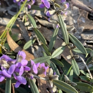 Hovea heterophylla at Cavan, NSW - 2 Aug 2024