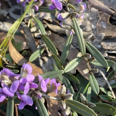 Hovea heterophylla (Common Hovea) at Cavan, NSW - 2 Aug 2024 by JaneR