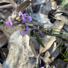 Hovea heterophylla at Cavan, NSW - 2 Aug 2024