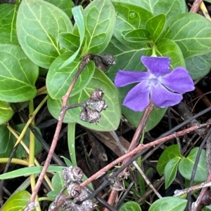 Vinca major at Cavan, NSW - 10 Jul 2024