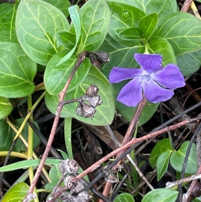 Vinca major (Blue Periwinkle) at Cavan, NSW - 10 Jul 2024 by JaneR