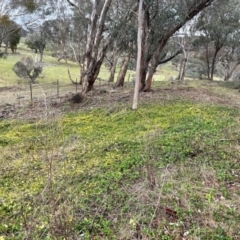 Vinca major at Cavan, NSW - 10 Jul 2024