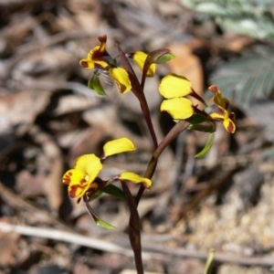 Diuris semilunulata at Rendezvous Creek, ACT - 4 Nov 2008