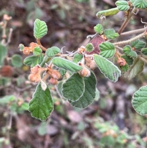 Pomaderris eriocephala at Cavan, NSW - 10 Jul 2024