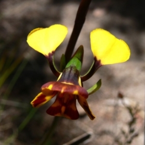 Diuris semilunulata at Rendezvous Creek, ACT - 4 Nov 2008