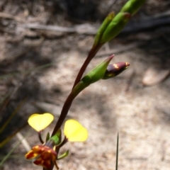 Diuris semilunulata at Rendezvous Creek, ACT - 4 Nov 2008