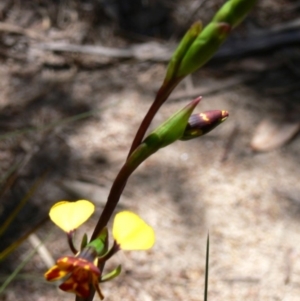 Diuris semilunulata at Rendezvous Creek, ACT - suppressed