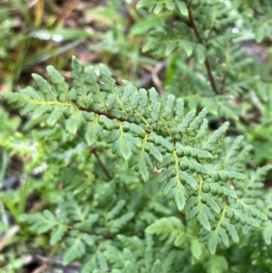 Cheilanthes sieberi subsp. sieberi at Cavan, NSW - 10 Jul 2024