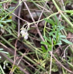 Clematis leptophylla (Small-leaf Clematis, Old Man's Beard) at Cavan, NSW - 10 Jul 2024 by JaneR