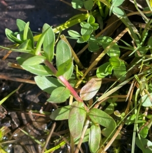 Lythrum hyssopifolia at Cavan, NSW - 2 Aug 2024 12:03 PM