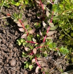 Lythrum hyssopifolia at Cavan, NSW - 2 Aug 2024