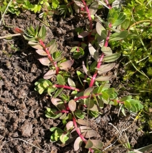 Lythrum hyssopifolia at Cavan, NSW - 2 Aug 2024 12:03 PM