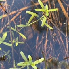 Callitriche stagnalis (Common Starwort) at Cavan, NSW - 2 Aug 2024 by JaneR