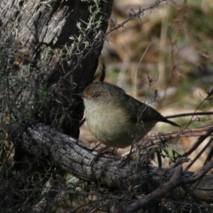 Acanthiza reguloides at Watson, ACT - 2 Aug 2024