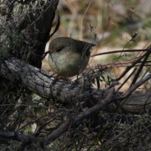 Acanthiza reguloides at Watson, ACT - 2 Aug 2024