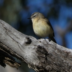 Acanthiza chrysorrhoa (Yellow-rumped Thornbill) at Watson, ACT - 2 Aug 2024 by SteveBorkowskis