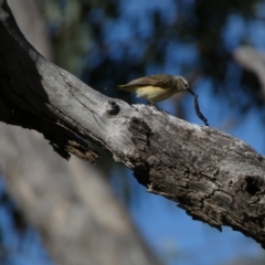 Acanthiza chrysorrhoa at Watson, ACT - 2 Aug 2024