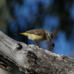 Acanthiza chrysorrhoa at Watson, ACT - 2 Aug 2024