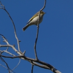 Ptilotula fusca (Fuscous Honeyeater) at Watson, ACT - 2 Aug 2024 by SteveBorkowskis