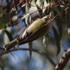 Melithreptus brevirostris (Brown-headed Honeyeater) at Watson, ACT - 2 Aug 2024 by SteveBorkowskis