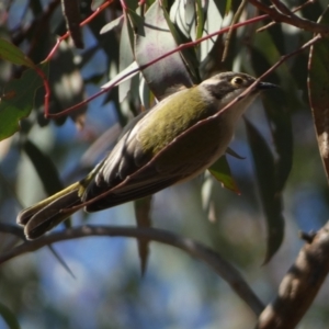 Melithreptus brevirostris at Watson, ACT - 2 Aug 2024