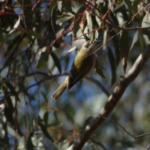 Melithreptus brevirostris at Watson, ACT - 2 Aug 2024