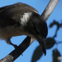 Cracticus torquatus (Grey Butcherbird) at Watson, ACT - 2 Aug 2024 by SteveBorkowskis