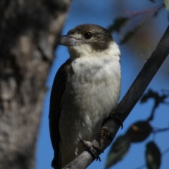 Cracticus torquatus at Watson, ACT - 2 Aug 2024 02:58 PM