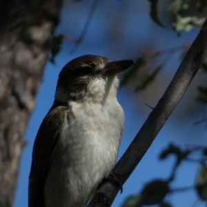 Cracticus torquatus at Watson, ACT - 2 Aug 2024