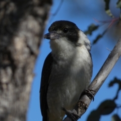 Cracticus torquatus at Watson, ACT - 2 Aug 2024