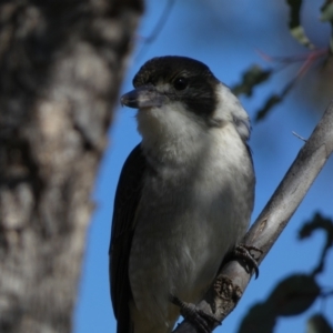 Cracticus torquatus at Watson, ACT - 2 Aug 2024 02:58 PM