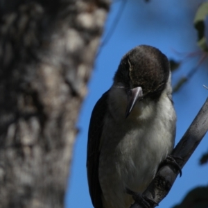 Cracticus torquatus at Watson, ACT - 2 Aug 2024