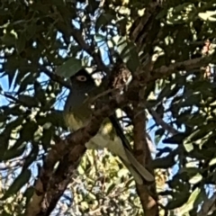 Sphecotheres vieilloti (Australasian Figbird) at Port Macquarie, NSW - 3 Aug 2024 by Hejor1