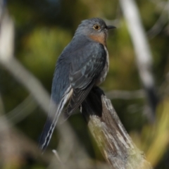 Cacomantis flabelliformis (Fan-tailed Cuckoo) at Watson, ACT - 2 Aug 2024 by SteveBorkowskis