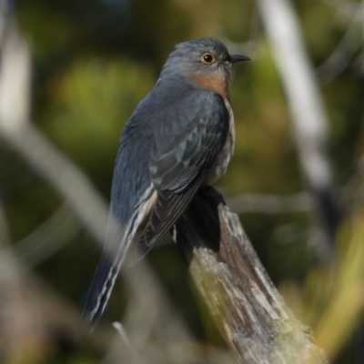 Cacomantis flabelliformis (Fan-tailed Cuckoo) at Watson, ACT - 2 Aug 2024 by SteveBorkowskis