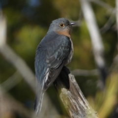 Cacomantis flabelliformis at Watson, ACT - 2 Aug 2024