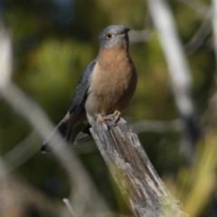 Cacomantis flabelliformis at Watson, ACT - 2 Aug 2024