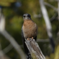 Cacomantis flabelliformis at Watson, ACT - 2 Aug 2024