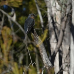 Cacomantis flabelliformis at Watson, ACT - 2 Aug 2024