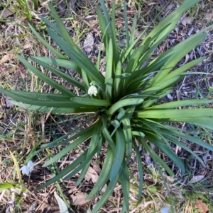 Leucojum aestivum at Hughes, ACT - 3 Aug 2024