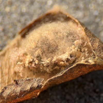 Phonognatha graeffei (Leaf Curling Spider) at Port Macquarie, NSW - 3 Aug 2024 by Hejor1