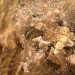 Phonognatha graeffei at Port Macquarie, NSW - 3 Aug 2024 09:08 AM