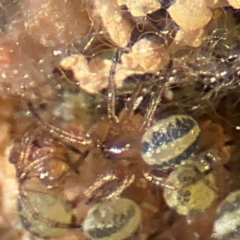 Phonognatha graeffei at Port Macquarie, NSW - 3 Aug 2024 09:08 AM