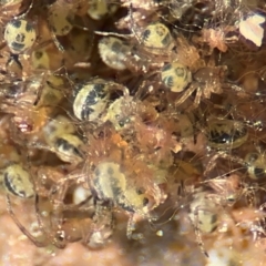 Phonognatha graeffei at Port Macquarie, NSW - 3 Aug 2024 09:08 AM