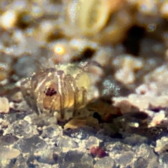 Phonognatha graeffei at Port Macquarie, NSW - 3 Aug 2024 09:08 AM