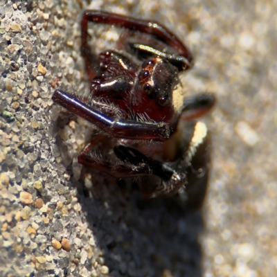 Opisthoncus sp. (genus) (Opisthoncus jumping spider) at Port Macquarie, NSW - 3 Aug 2024 by Hejor1