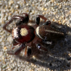 Opisthoncus sp. (genus) at Port Macquarie, NSW - 3 Aug 2024 09:03 AM